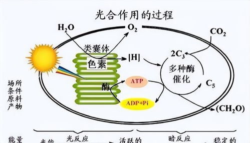 这是一个很巧妙的关键词组合，它利用了生的这个词的双关含义，既指生育（出生）也指在赛场上被‘生吞活剥’被打爆）下面是一篇结合了这两个含义的文章